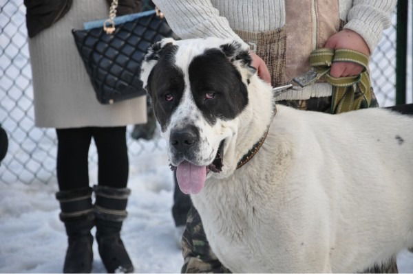 Элина Ермолаева