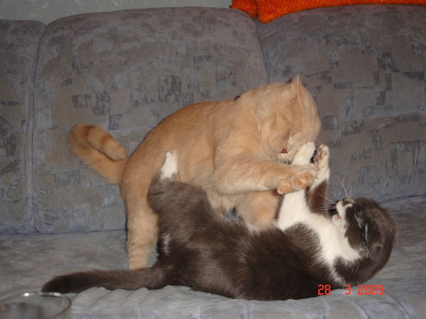 Андрей Череватенко