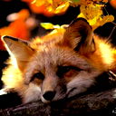 Елена Ильина