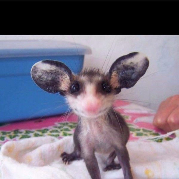 Борис Наццу