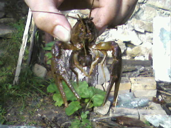 Дмитрий Швед