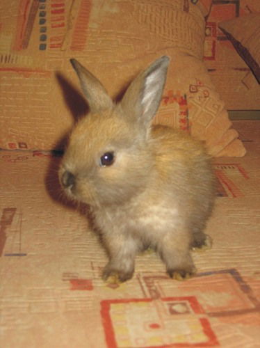 Юлёк Орлова