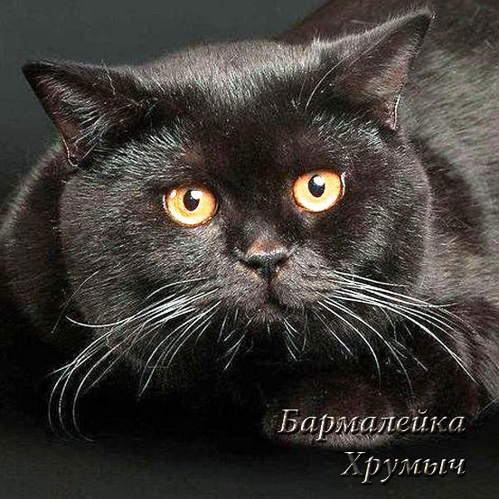 ㋛ Бармалейка ♂ Хрумыч ͡๏̯͡๏