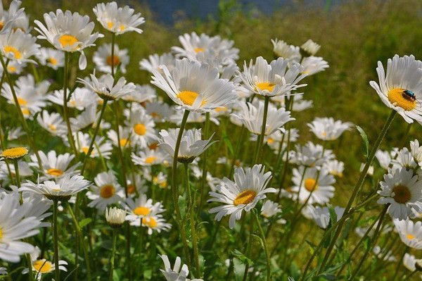 Людмила Терентьева