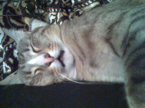 Меховой Чесанизм