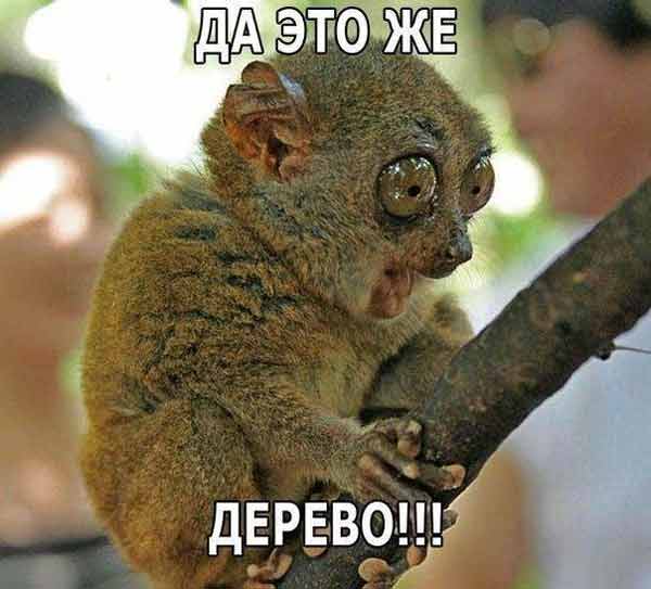 Арина Королева