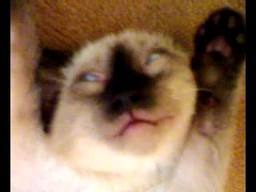 Анна Мищенко