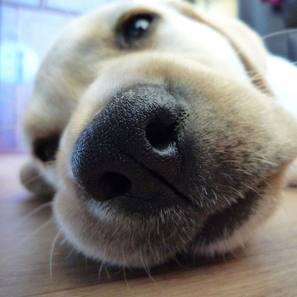 Ксения Шорохова