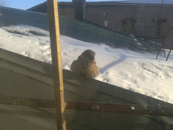 Александр Ялюхов