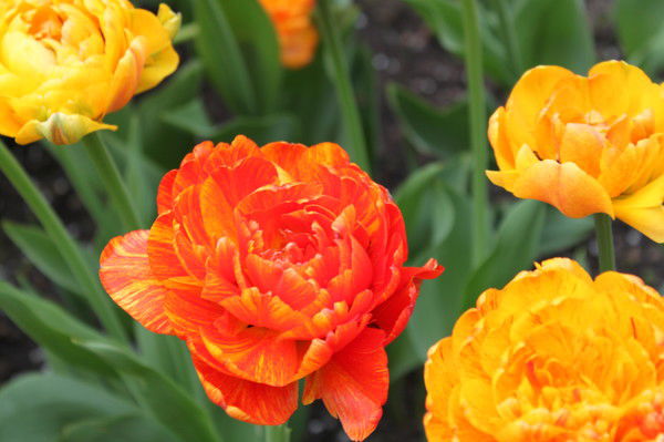 Светлана Лидтке