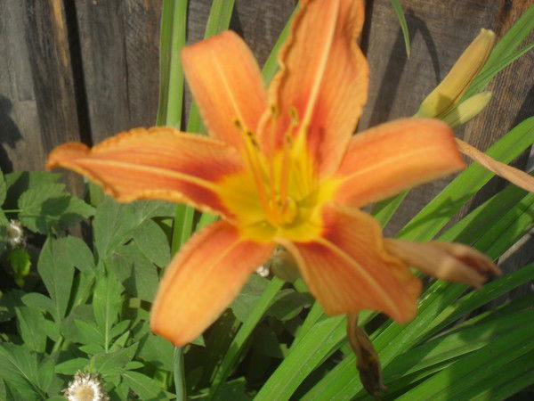 Светлана Рязанова