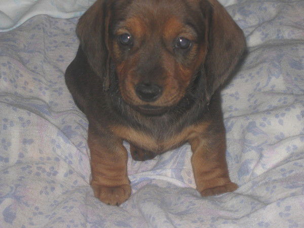 Ярослав Олегович