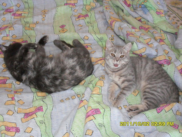 Светлана Домина