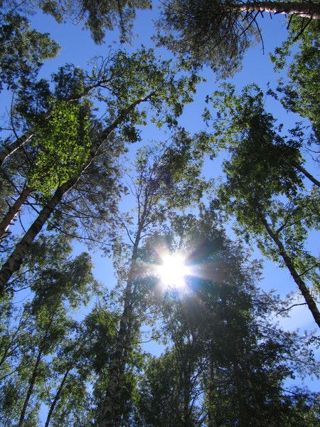 Елена Медкова