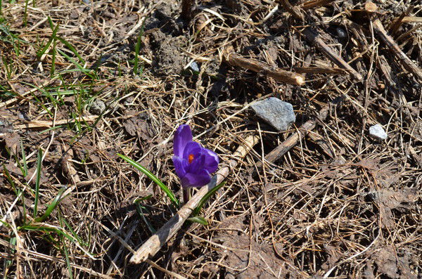 Елена Серебрякова