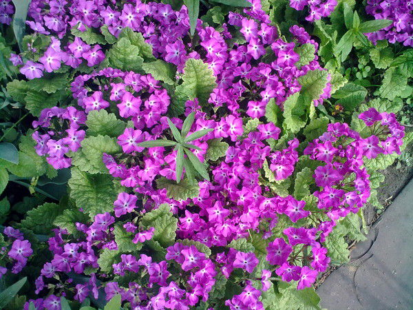 Ляйсан Новикова