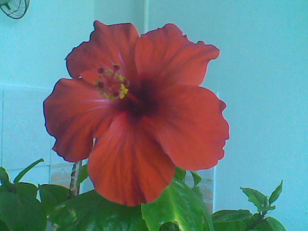 Гулшара Абдешова