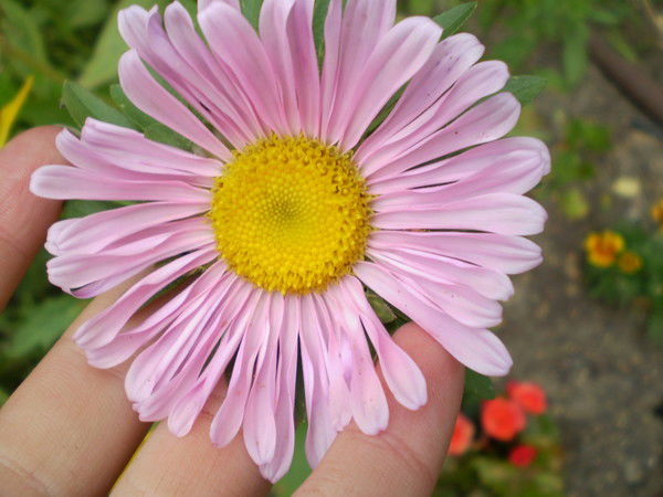 Елена Паршенкова