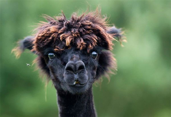 Александра Крылова