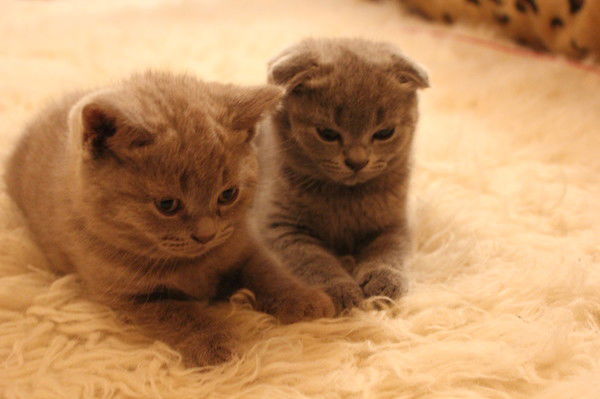 Галина Бабенко