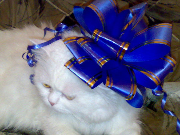 Карина Облаухова