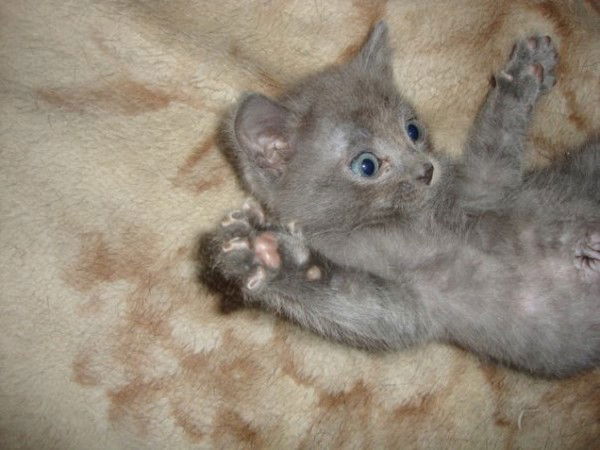 Анастасия Днепровская