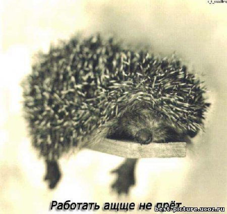 Светлана Майер