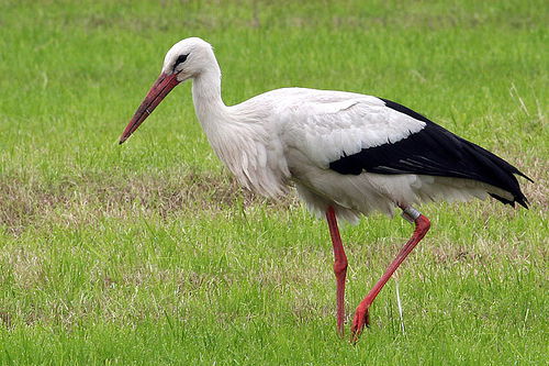 Елена Анищенко