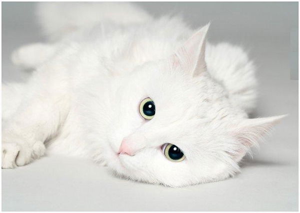 Ириша Алексеева