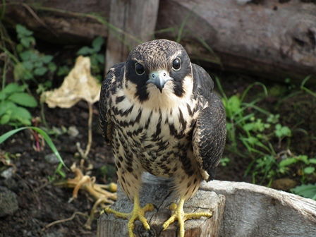 Степан Николаев