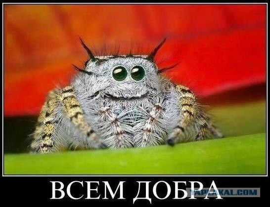 Димон Иванов