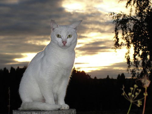 Ольга Бородина