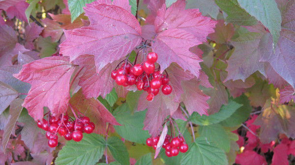 Нина Ткаченко