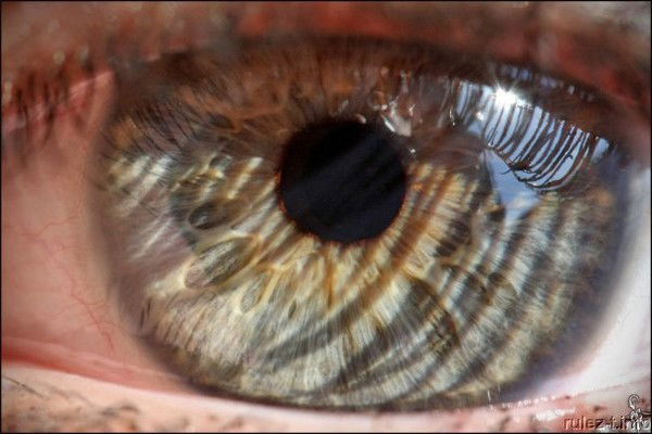 Лариса Ольшанская