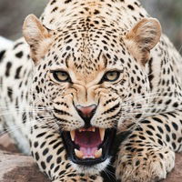 Алексей Панков