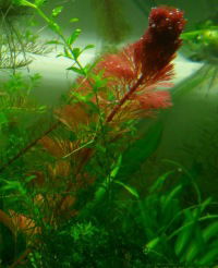 Вячеслав Мусихин