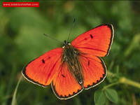 Маргарита Антропова