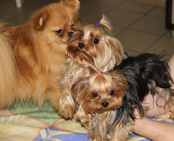 Галина Астасевич