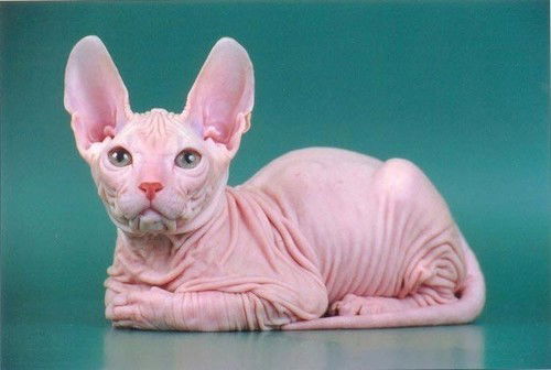 Наташа Ручи