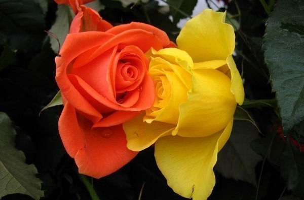 Раушан Копшиликкызы