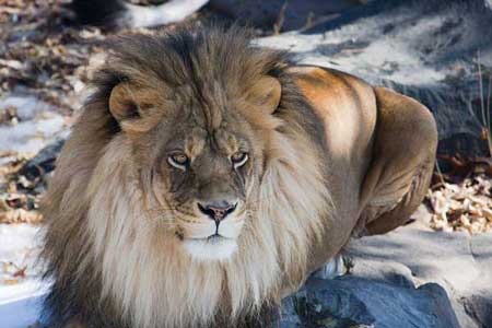 Эдуард Львович