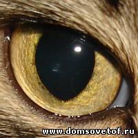 Алина Сергиеня