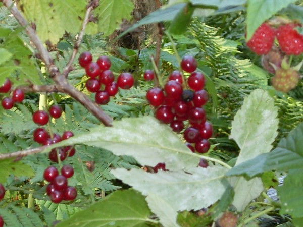 Катя Мазунина