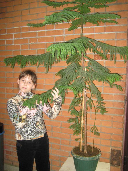 Юлия Каширина