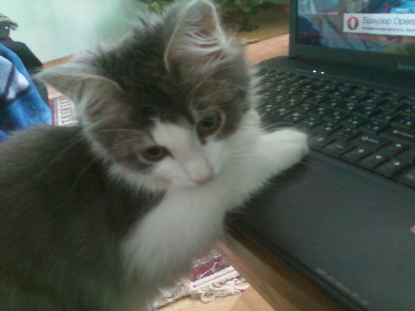 Николай Шевцов