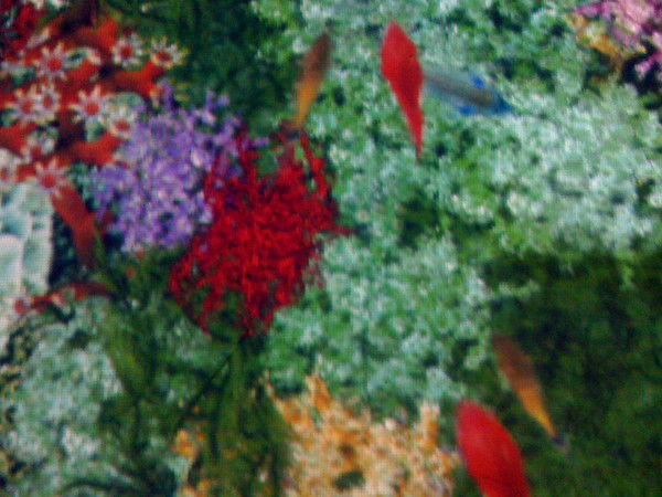 Ольга Жаркевич