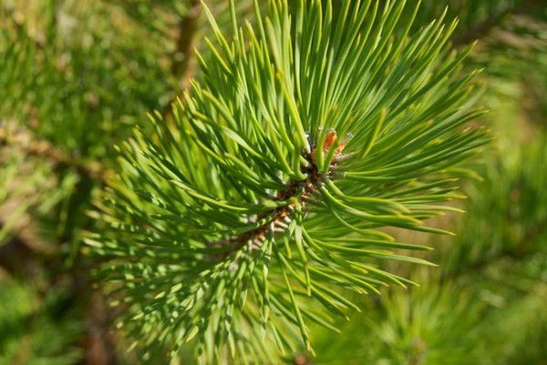 Кгбу Емельяновское Лесничество Мининское Лесничество