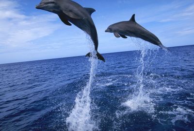 Мария Федорова