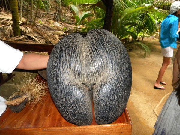 Анна Яковенко