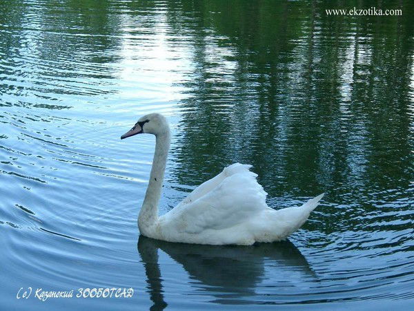 Люция Сабитова